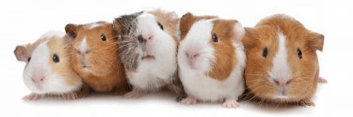 Guinea pigs.png